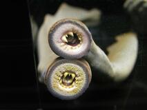 魚に吸い付く“吸血鬼”