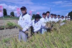 ＜98＞県産ブランド米を収穫　「良食味」海外にもＰＲ　国内外で市場拡大目指す