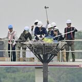 コウノトリのひな３羽に足輪装着　「すくすく育って元気」　小山の渡良瀬遊水地