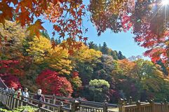 陽光のきらめき、紅葉にときめき　那須塩原・紅の吊橋【動画】