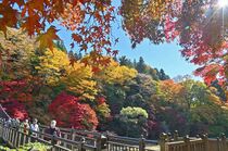 那須塩原・紅の吊橋で紅葉見頃