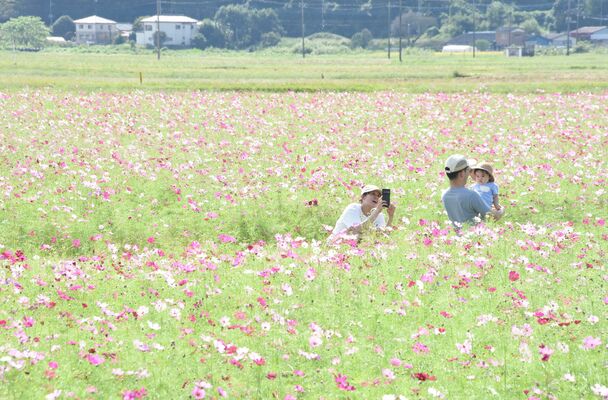 見頃を迎えたコスモス