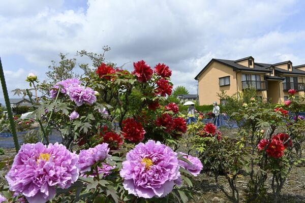 色鮮やかなボタンの花