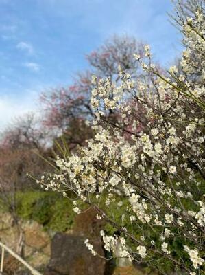 池上梅園の梅=東京都大田区(撮影協力・大田区)