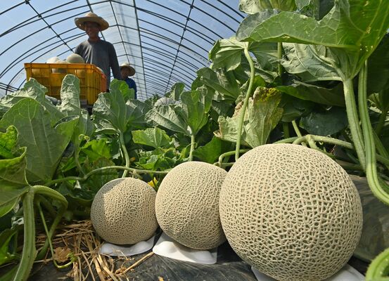 収穫期を迎え、丸々と実ったクインシーメロン＝16日午前９時10分、真岡市清水