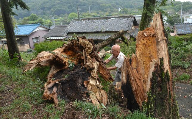 神社境内の倒木を確認する住民＝21日午後１時15分、足利市迫間町