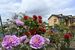 色鮮やかなボタンの花