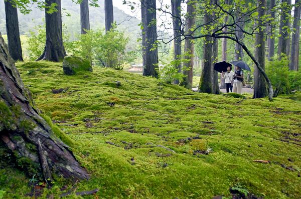 園内にしっとりと生える緑鮮やかなコケ＝６日午前11時35分、鹿沼市草久