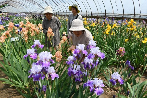 色とりどりのジャーマンアイリスに見入る来園者