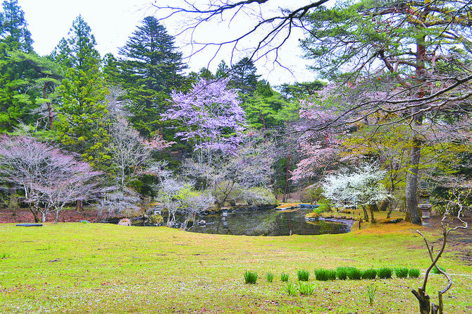 庭園内には樹齢200年以上の松や桜も(4月中旬撮影