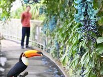 神秘的な青緑と南米の鳥が共演　真岡・井頭公園でヒスイカズラ見頃　４月末…