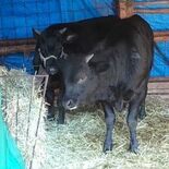 黒毛和牛２頭が脱走、数時間後に捕獲　那須烏山