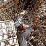 小山で今年初の繭作り大詰め　回転蔟で順調に育つ　15日には320キロ出…