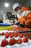イチゴ「なつおとめ」出荷
