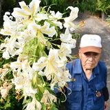 ヤマユリ１本から57輪の花　大田原・渡辺さん方の植木場