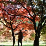 赤黄緑と表情さまざま　茂木のモミジ園で見頃