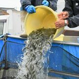 高級魚ホンモロコの初水揚げ　小山で養殖、販売会も