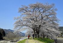 佐野・佐柄見の桜見頃
