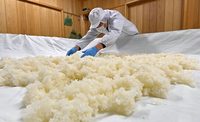 蒸し上がった酒米を冷ますため広げる蔵人＝２５日午前９時３５分、小山市上泉（超広角レンズ使用）