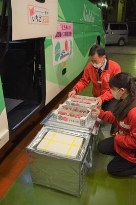 輸送するイチゴに振動などを測定する機器を取り付ける県職員