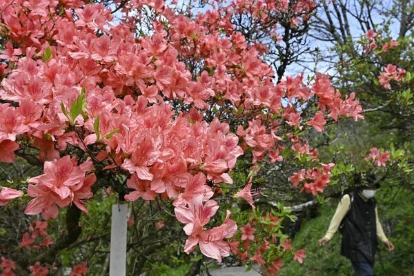 公園内に咲き始めたヤマツツジ