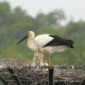 小山・渡良瀬遊水地でコウノトリのひな４羽確認　巣立てば過去最多