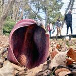 県北地域に春の訪れ　大田原の群生地でザゼンソウ開花　市の天然記念物、名前の由来は