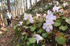 「春の使者」愛らしく　那珂川でイワウチワ開花【動画】