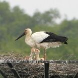 小山・渡良瀬遊水地でコウノトリのひな４羽確認　巣立てば過去最多