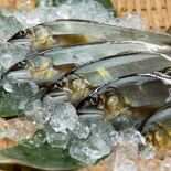 「世界の“食料工場”」目指して　海なし県の川魚、独自の冷凍加工技術強み…