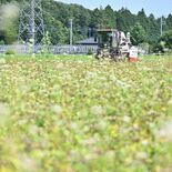 鹿沼で夏ソバの収穫ピーク　今年は色づき良く　７月上旬から「日晃そば」で…