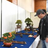 那須塩原で冬を感じる盆栽展　愛好家が丹精の18点出品　10日まで