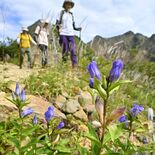 那須岳に秋の訪れ　リンドウが見頃、登山者楽しむ