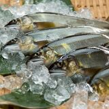 「世界の“食料工場”」目指して　海なし県の川魚、独自の冷凍加工技術強みに販路拡大　宇都宮の熊本養魚場