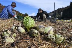 フキノトウの収穫　那珂川