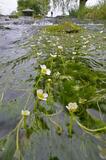 清流を彩る 梅の花かも?