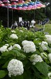 【夕刊】雨に映える花びら　色とりどり