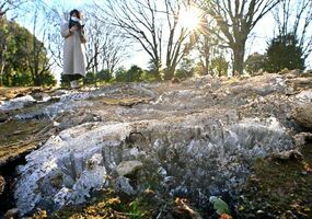 県中央公園の広場にできた霜柱＝23日午前９時５分、宇都宮市睦町