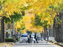 獨協医大病院前のイチョウ並木