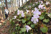 那珂川でイワウチワ咲く
