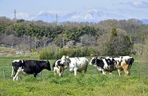 大野放牧場で入牧始まる 大田原