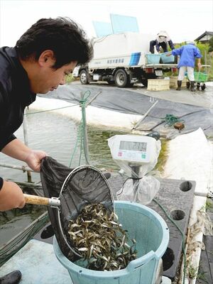塚原さん方のホンモロコの初水揚げ＝栃木市