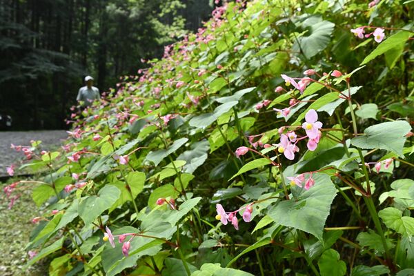 山道を彩るシュウカイドウ