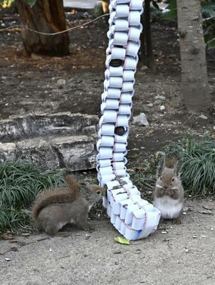 消防ホースを再利用したフィーダーから餌を食べるニホンリス