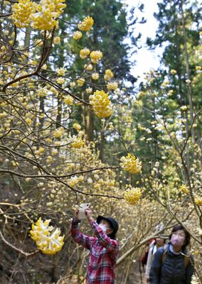 例年多くの観光客が訪れる焼森山のミツマタ群生地