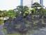 　旧芝離宮恩賜庭園の石組み＝東京都港区