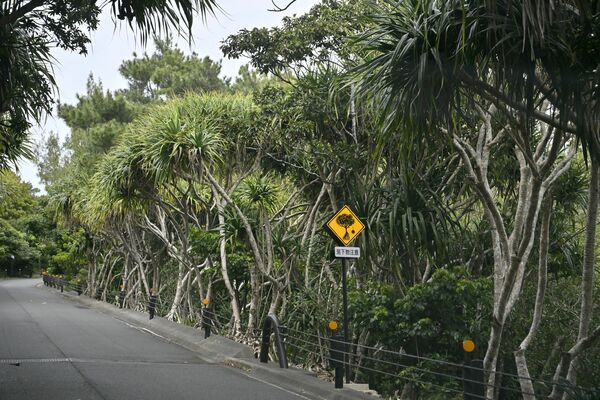 島の固有植物タコノキが茂る夜明道路＝３月11日午後３時35分
