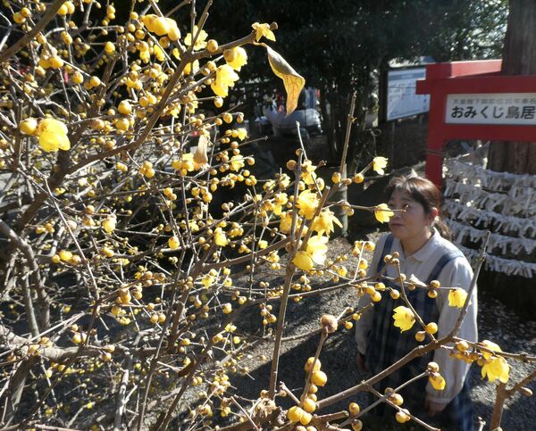 ロウバイ 正月には見頃に 壬生 磐裂根裂神社で開花 県内主要 地域の話題 下野新聞 Soon ニュース 下野新聞 Soon スーン