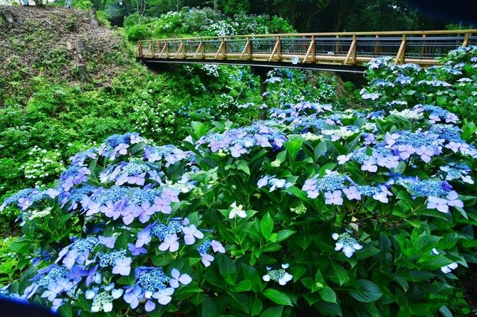 大田原市前田977 例年の見ごろ/6月中旬~7月中旬 見られる花/アジサイ