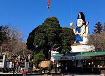 えびす像に見守られ　真岡・大前神社で古木ラカンマキを移植